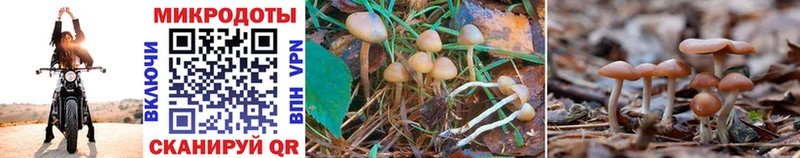 Галлюциногенные грибы Psilocybine cubensis цены ОМГ ОМГ ссылки Глазов